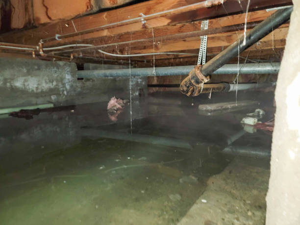 Best Sewage cleanup and water damage restoration  in Oakland, MD